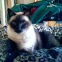 Photo of Favorite Friends Petsitters