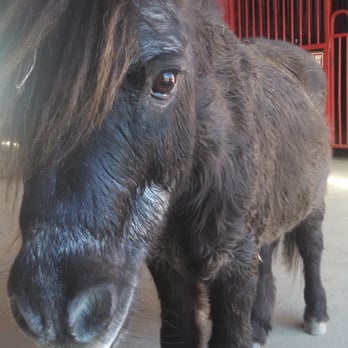 Valley Water Mill Equestrian Center - Smoky the mini pony - Horseback Riding Near Me - Springfield, Missouri Valley Water Mill Equestrian Center - Smoky the mini pony - Horseback Riding Near Me - Springfield, Missouri
