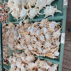 Shell Warehouse
