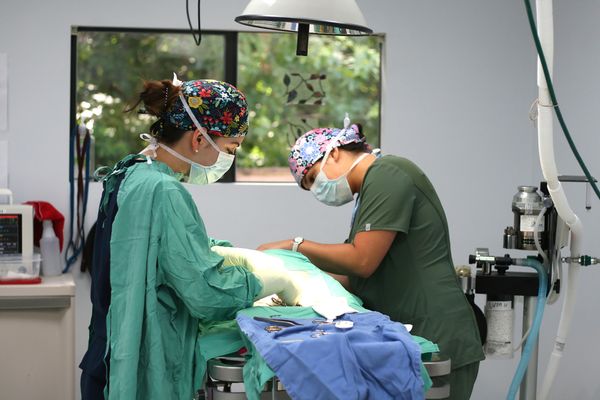 SPCA of Wake County by null