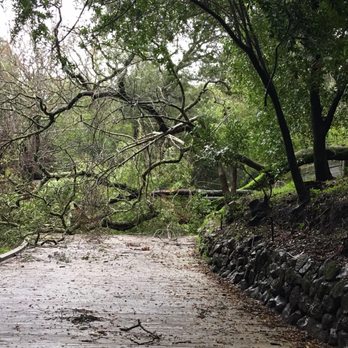 East Bay Tree Service - Tree Services Near Me - Orinda, California