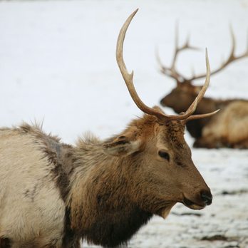 Elk Feeding Station - Such purrdy Elk - Ranches Near Me - Naches, Washington Elk Feeding Station - Such purrdy Elk - Ranches Near Me - Naches, Washington