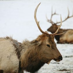 Elk Feeding Station - Such purrdy Elk