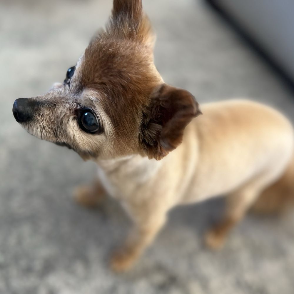 Award Winning Paws - Pet Groomers Near Me - Lancaster, California
