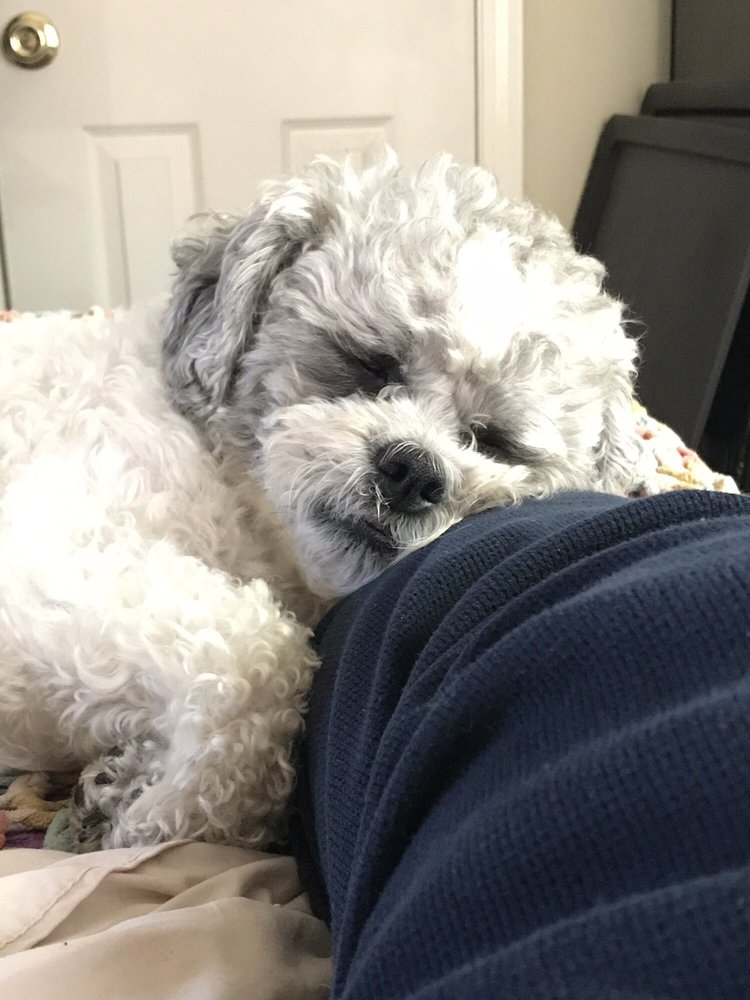 HAPPY PUPPY GROOMING 41 Photos & 13 Reviews Pet Groomers Weymouth , MA Phone Number Yelp