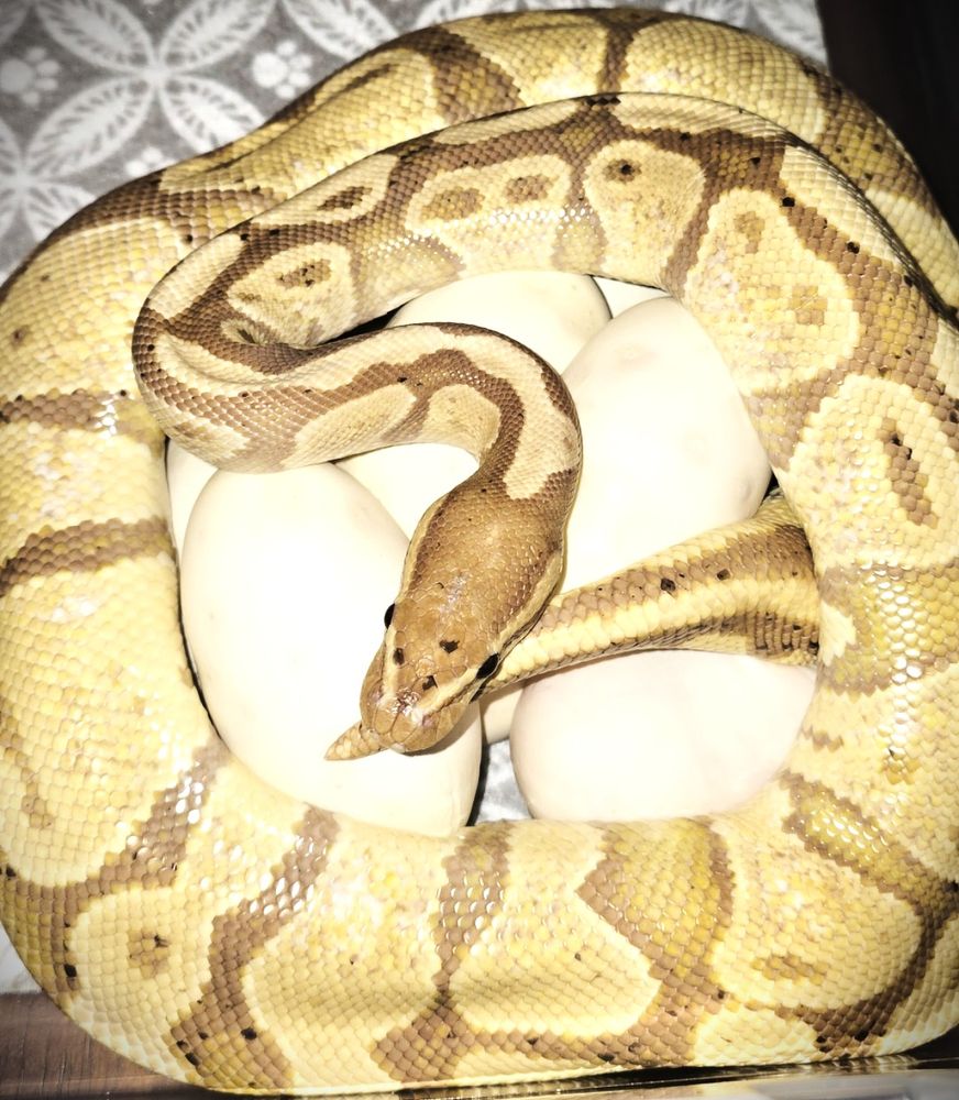 J&J Reptile Breeders - reptile breeding in Mesa, AZ