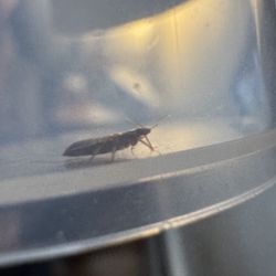 Horizon Towers - Bed Bug Sample