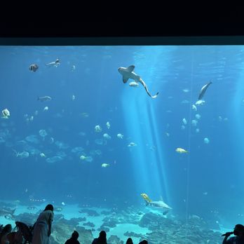 Georgia Aquarium - Aquariums Near Me - Atlanta, Georgia Georgia Aquarium - Aquariums Near Me - Atlanta, Georgia