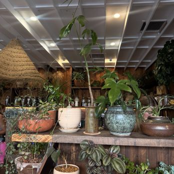 The Barista Botanist - vibe - Cafes Near Me - San Diego, California The Barista Botanist - vibe - Cafes Near Me - San Diego, California