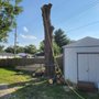 Photo of Alchemy Tree