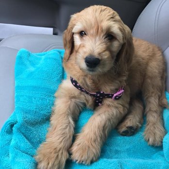 4E Kennels - Sansa from Eloise's Game of Thrones Litter - Pet Breeders Near Me