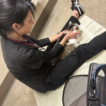 The Cat Doctor - Veterinarians Near Me - Ventura, California The Cat Doctor - Veterinarians Near Me - Ventura, California