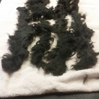 Animal Elegance - The matting from 1 leg of Gregory Z. Portuguese Water Dog - Pet Groomers Near Me - Pittsburgh, Pennsylvania Animal Elegance - The matting from 1 leg of Gregory Z. Portuguese Water Dog - Pet Groomers Near Me - Pittsburgh, Pennsylvania