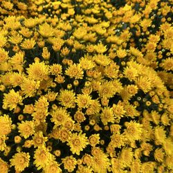 Pinters Plants & Produce - Beautiful mums!