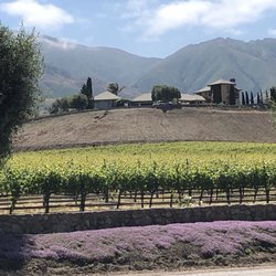 Puma Road Winery - Vineyard across the court.