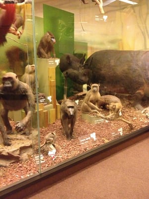 South Australian Museum by null