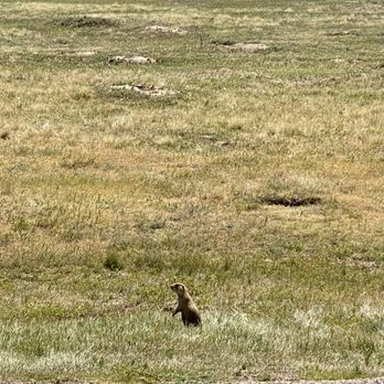 Devils Tower KOA - Don't feed the prairie dogs! But definitely stop to take pics ;) - Campgrounds Near Me - Devils Tower, Wyoming
