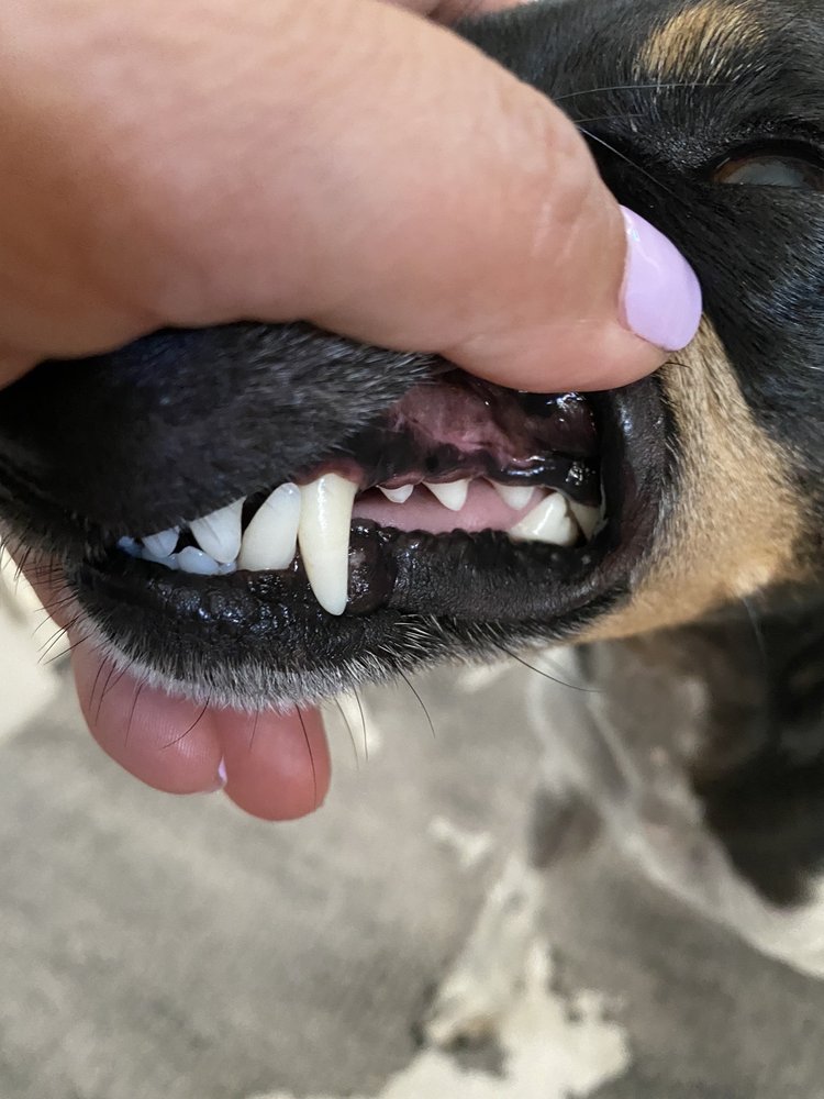 ORINDA VETERINARY CLINIC Updated October 2024 10 Photos & 80