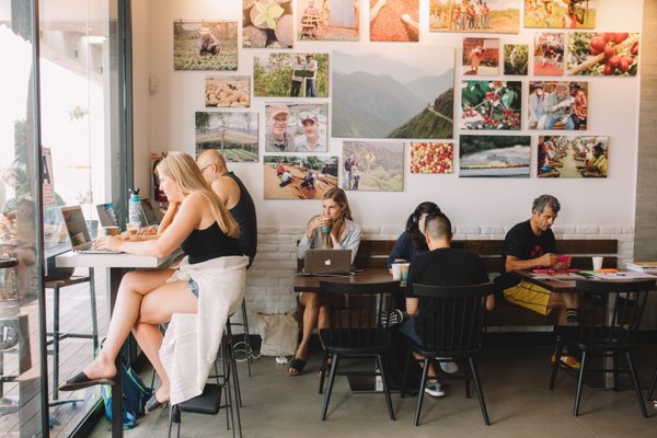 Bird Rock Coffee Roasters - Torrey Pines by null