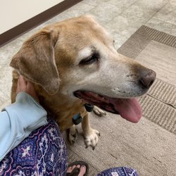 Galesburg Veterinary Clinic - Smiling after bloodwork.