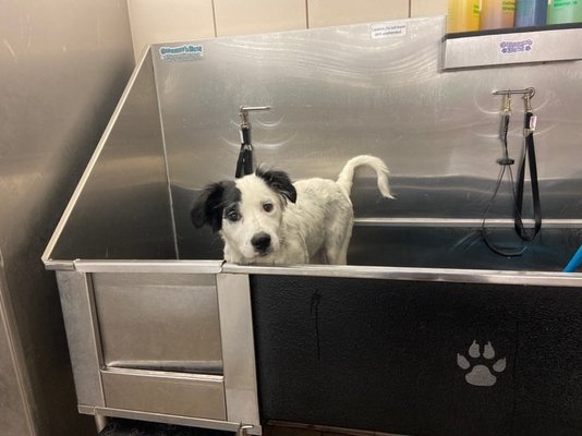 pet supplies plus wash