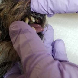 MOLLI'S Very bad teeth. MOLLI'S Very bad teeth.