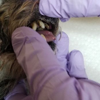 Kern Mobile Vet - MOLLI'S Very bad teeth. - Veterinarians Near Me Kern Mobile Vet - MOLLI'S Very bad teeth. - Veterinarians Near Me