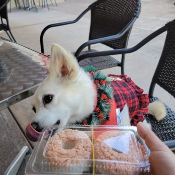 Hou Fish Market - Tiko approved Salmon with rice for dogs - Poke Near Me - Honolulu, Hawaii Hou Fish Market - Tiko approved Salmon with rice for dogs - Poke Near Me - Honolulu, Hawaii