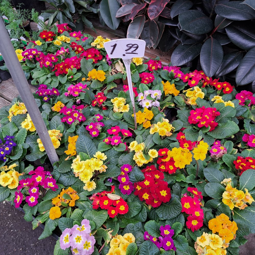 Lucky Plants - Nurseries & Gardening Near Me - Hermosa Beach, California Lucky Plants - Nurseries & Gardening Near Me - Hermosa Beach, California