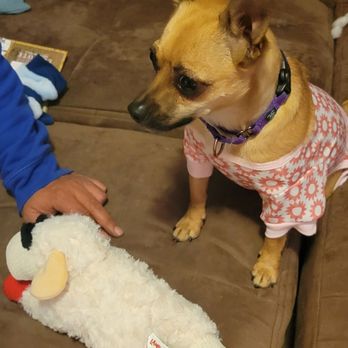 Posh Pets Rescue - Animal Shelters Near Me - Long Beach, New York