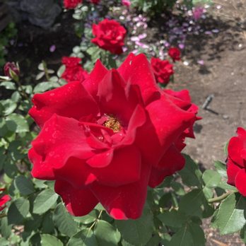 Manito Park and Botanical Gardens - Exotic Roses - Parks Near Me - Spokane, Washington Manito Park and Botanical Gardens - Exotic Roses - Parks Near Me - Spokane, Washington