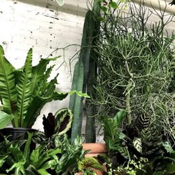 Foliage Garden