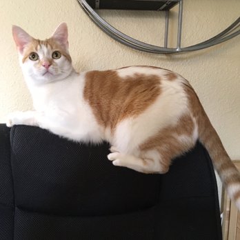 Absolutely Reliable Cat Sitting - Pet Sitting Near Me - Lacey, Washington