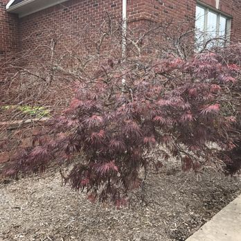 Serene Surroundings - Only a small portion of the tree is somewhat alive. - Snow Removal Near Me - Plymouth, Michigan Serene Surroundings - Only a small portion of the tree is somewhat alive. - Snow Removal Near Me - Plymouth, Michigan