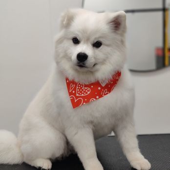The Dog Stop - Tustin - Pet Groomers Near Me - Tustin, California The Dog Stop - Tustin - Pet Groomers Near Me - Tustin, California