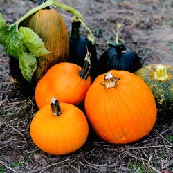 Pumpkin Patch Farms