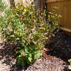 Gossett Bros Nursery