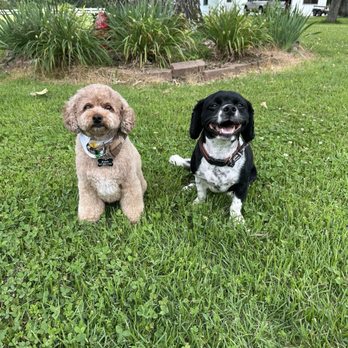Squeaky Beans Grooming - Pet Groomers Near Me Squeaky Beans Grooming - Pet Groomers Near Me