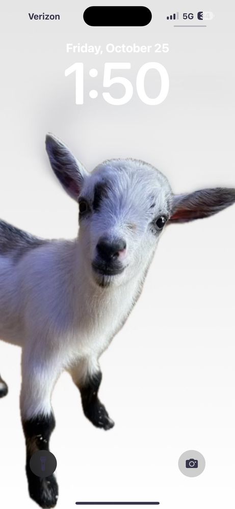 Middleton Stables - equestrian in Middleburg, FL