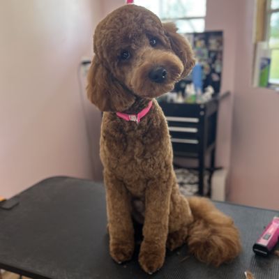 Pink Paw Spa - Groomer with 8 years experience, offering basic baths, full grooms, creative grooming etc… Pink Paw Spa - Groomer with 8 years experience, offering basic baths, full grooms, creative grooming etc…