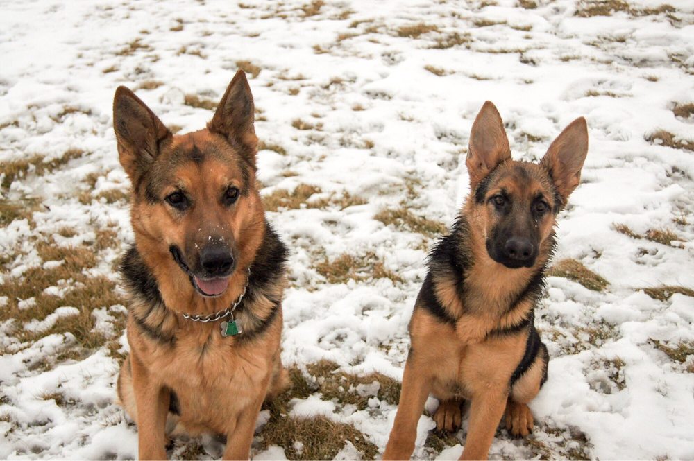 FOXWOOD KENNELS Updated August 2024 2389 Little Rapids Rd, De Pere