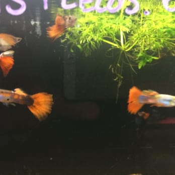 Country Critters - Pet Stores Near Me - Patchogue, New York