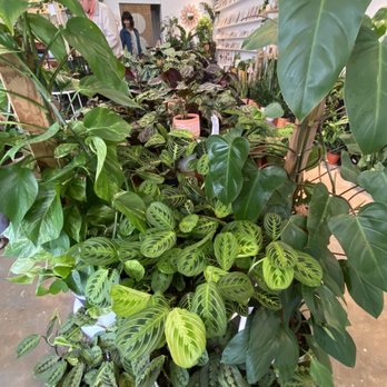 Plant Shoppe - Nurseries & Gardening Near Me - San Antonio, Texas Plant Shoppe - Nurseries & Gardening Near Me - San Antonio, Texas