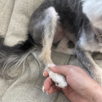 The Good Dog - Charged $115 for this size dog to be shaved down! - Pet Stores Near Me - Rancho Cucamonga, California The Good Dog - Charged $115 for this size dog to be shaved down! - Pet Stores Near Me - Rancho Cucamonga, California