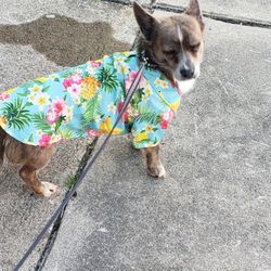 East Coast Brussels Griffon  rescue