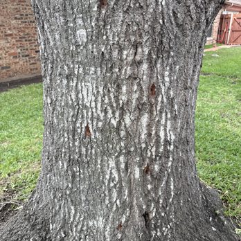 Hernandez Tree Experts - Spiked the tree. - Tree Services Near Me