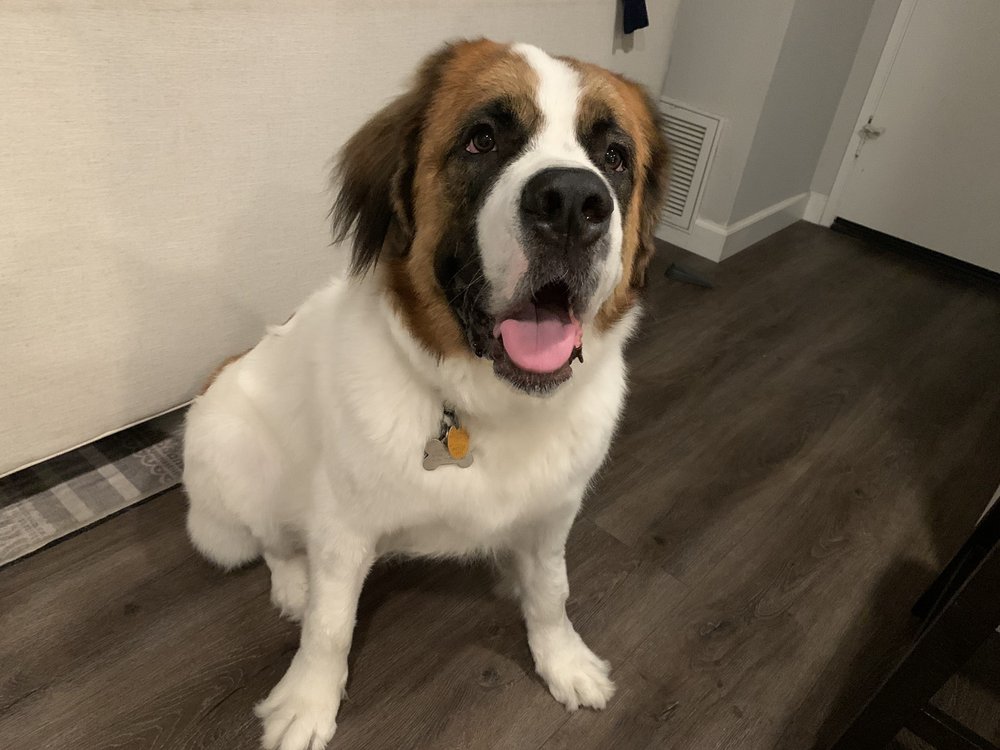 PUP N FLUF Updated September 2024 71 Photos & 61 Reviews Costa