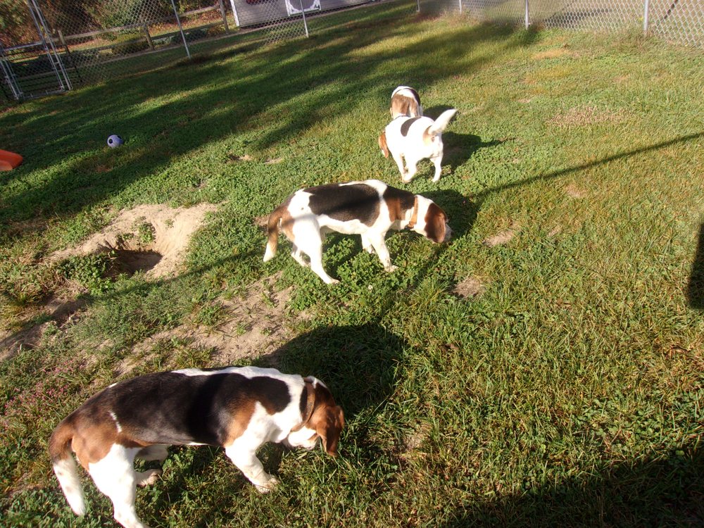 DOG PATCH KENNEL Updated September 2024 1354 Township Line Rd