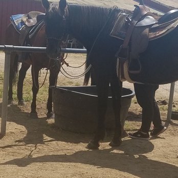 Trail Brothers - Horseback Riding Near Me - Elverta, California Trail Brothers - Horseback Riding Near Me - Elverta, California