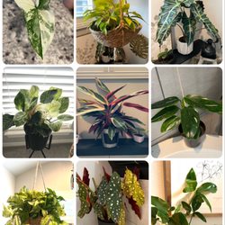 Paloma's Plants